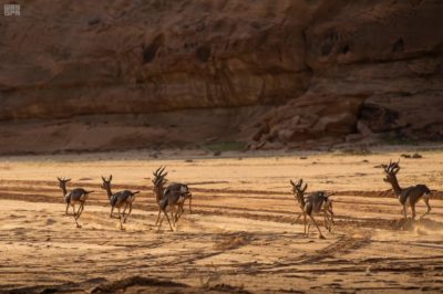Gazelles in Saudi Arabia. A newborn Arabian gazelle took its first steps under the watchful eye of rangers from Al Ula’s Sharaan Nature Reserve this week.